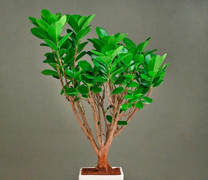 Ficus Panda - foto, cuidados, especie, descripción, propagación, planta de interior