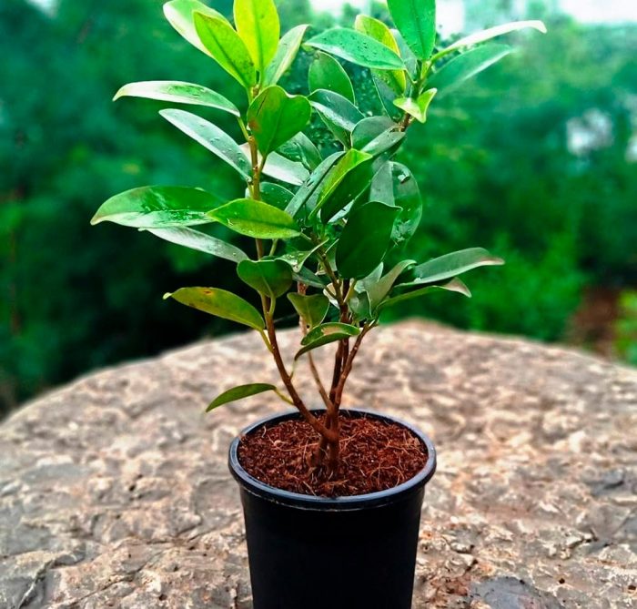 Ficus Panda - foto, cuidados, especie, descripción, propagación, planta de interior