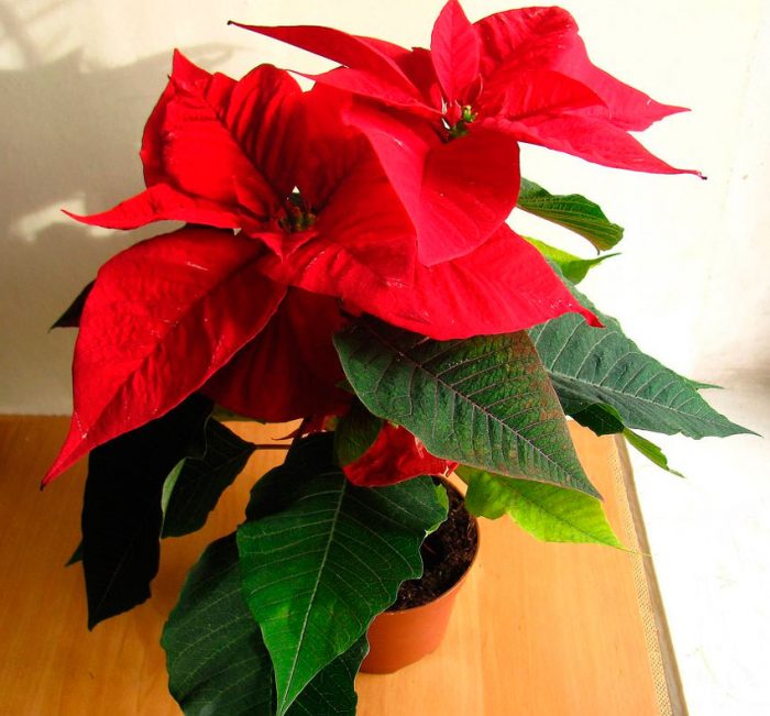 Poinsettia (Estrella de Navidad)