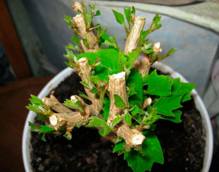 Poda de la flor de Pascua