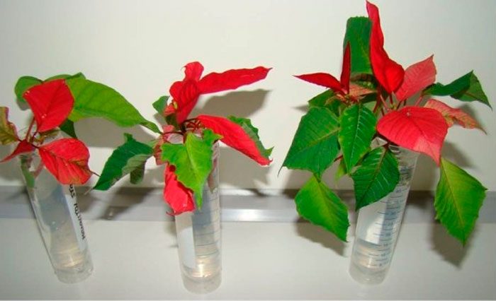Propagación de la flor de Pascua