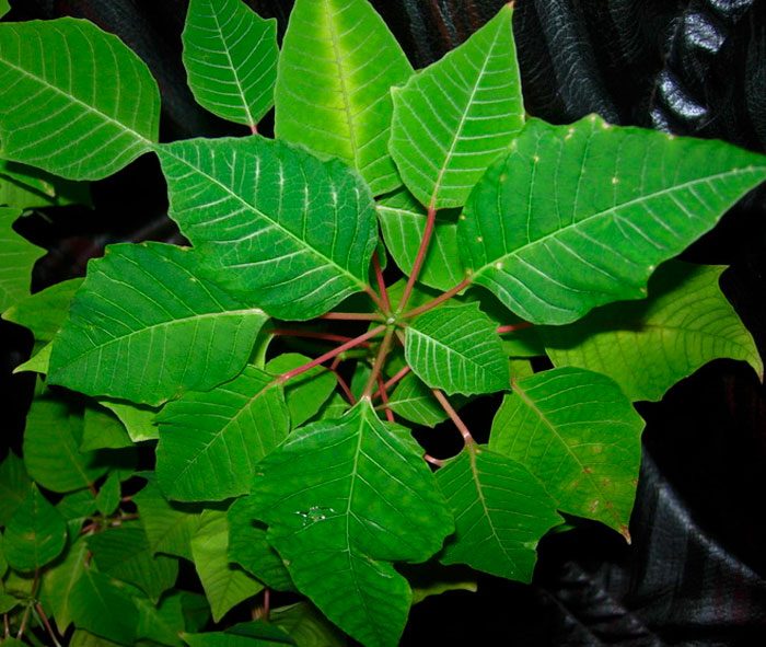¿Por qué la flor de Pascua no florece?