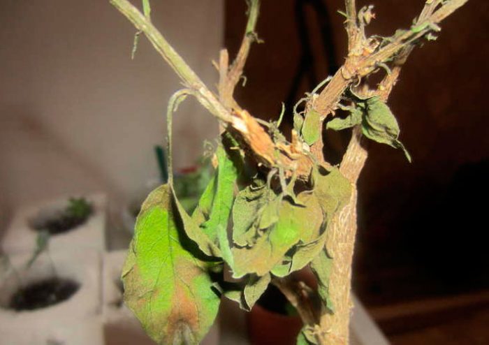Flor de Pascua después de la floración