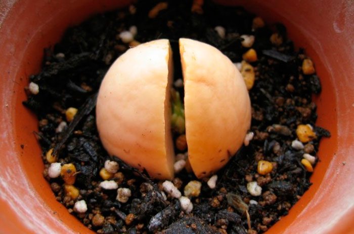 Germinación de semillas