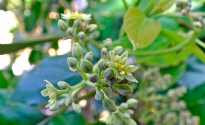 flores de aguacate