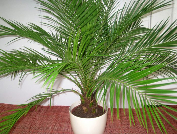 Palmera datilera