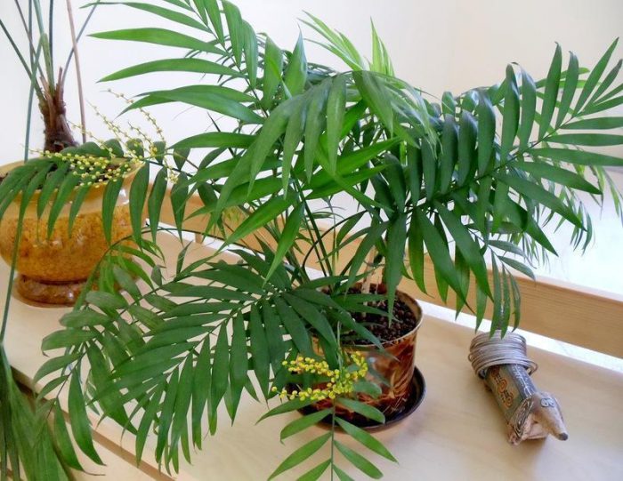 Palma de Neantha