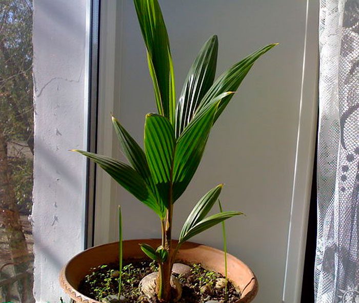 Coco nucifera