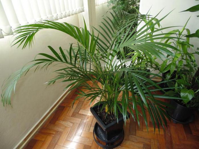 Palmera de interior
