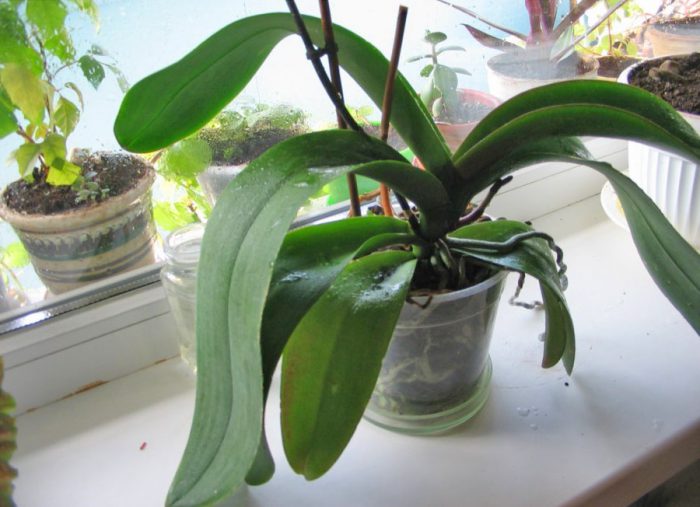 La orquídea no florece.