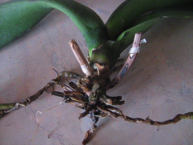 Problemas con las raíces de las orquídeas