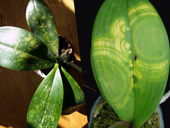 Plagas y enfermedades de las orquídeas