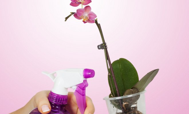 Rociando una orquídea