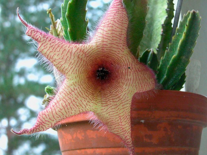 Cuidado de la estapelia en casa