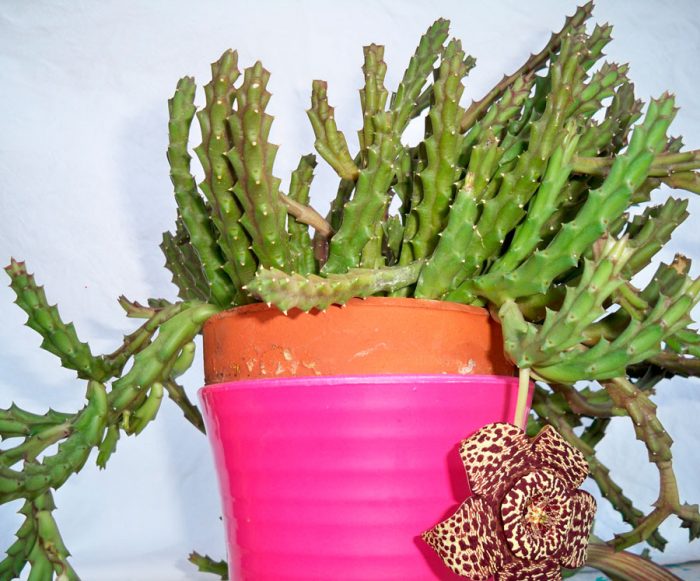 Trasplante de estapelia