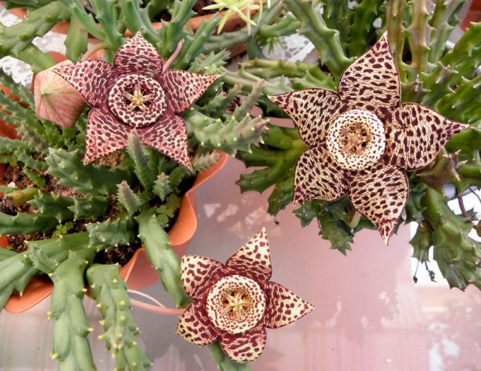 Stapelia floreciendo
