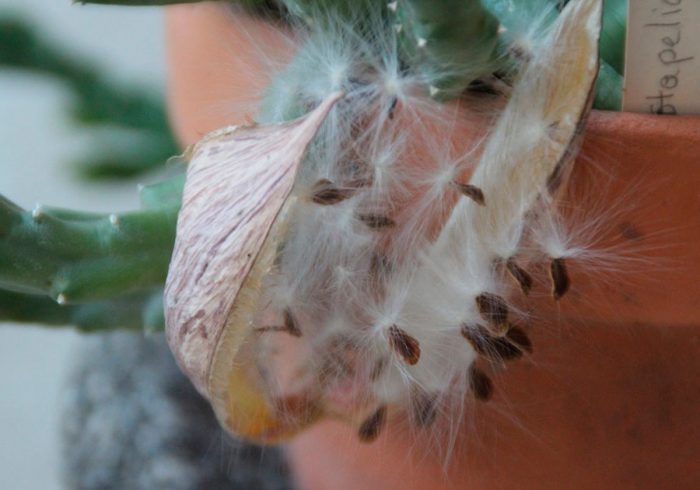 Reproducción de stapelia por semillas