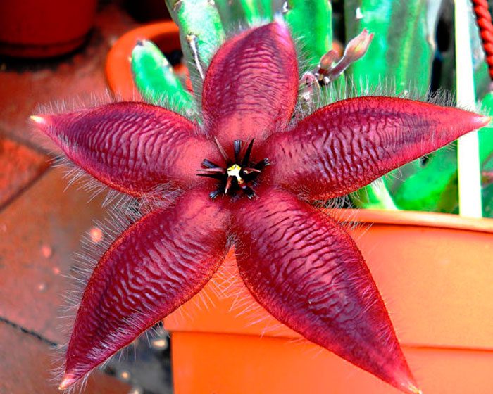 Stapelia asterias