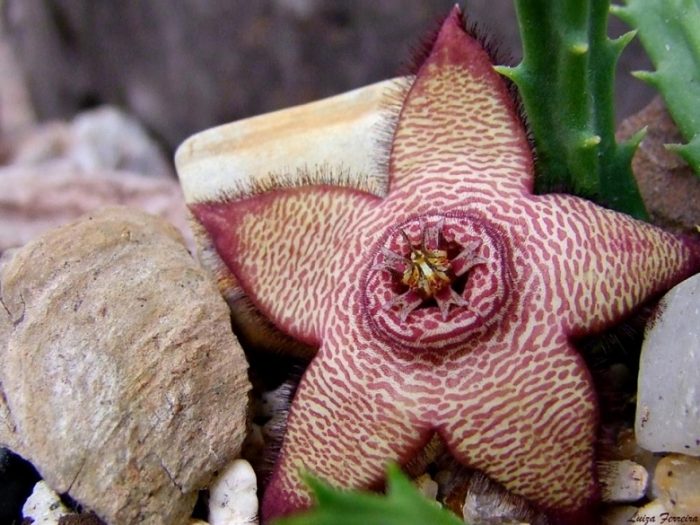 Stapelia mutabilis