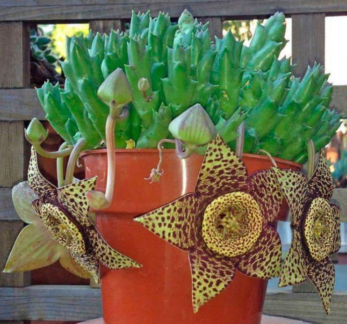 Stapelia variegata