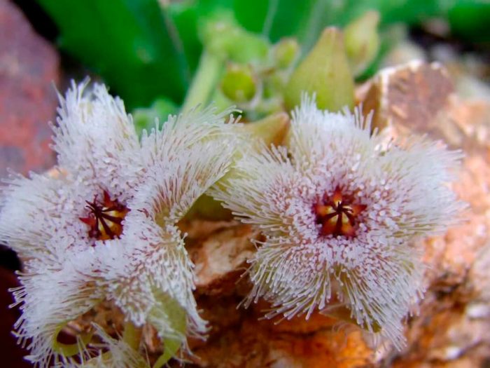 Stapelia glanduliflora