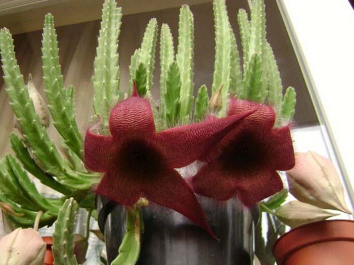 Stapelia de flores grandes (Stapelia grandiflora)