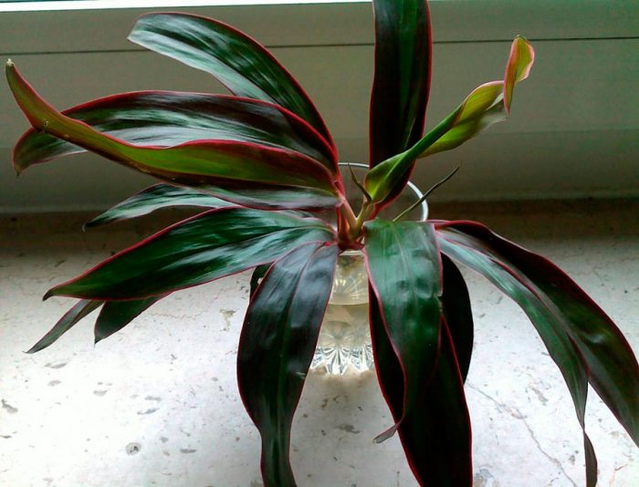 Propagación de Cordyline por esquejes