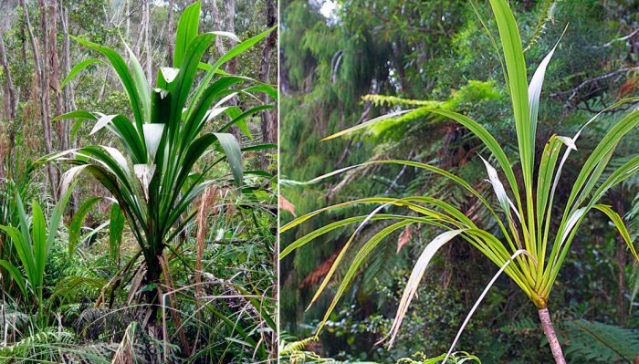 Cordyline banksii