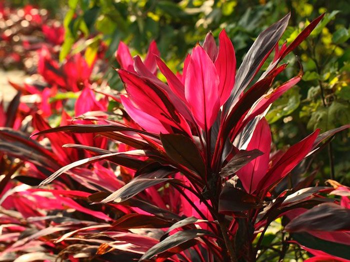 Cordyline rubra, o Dracaena rubra