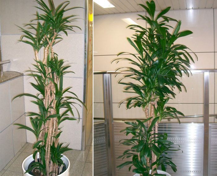 Cordyline stricta