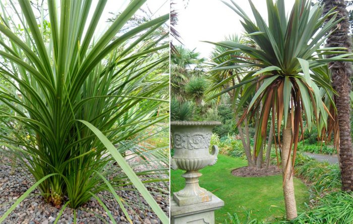Cordyline indivisa