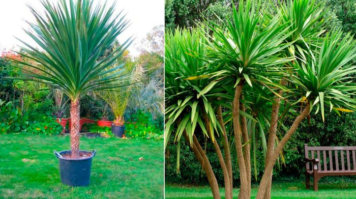 Cordyline australis