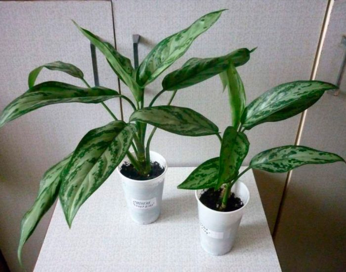 Trasplante
