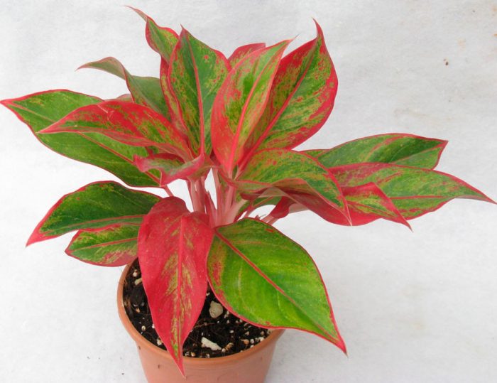 Cuidados del aglaonema en casa