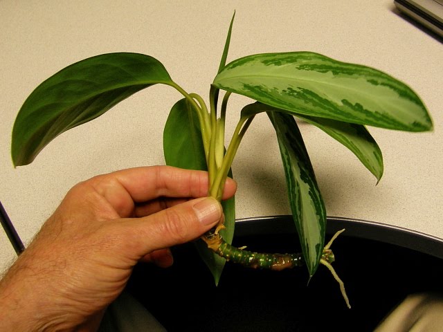Propagación de aglaonema por esquejes