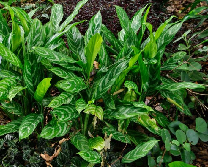Aglaonema nitidum