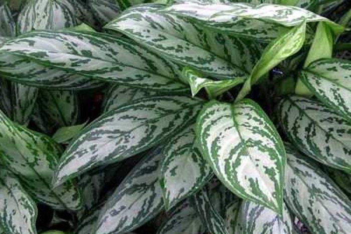 Aglaonema commutatum o aglaonema variable