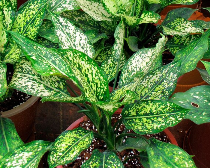 Aglaonema costatum