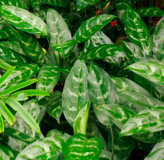 Aglaonema marantifolium