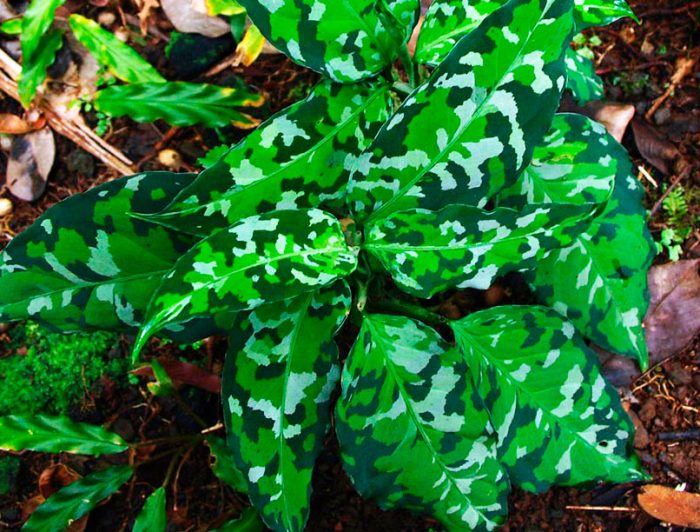 Aglaonema pictum