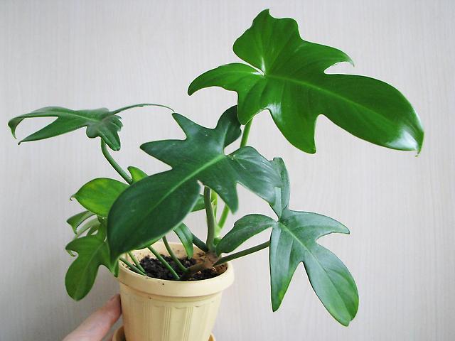 Filodendro - foto, cuidados, especie, descripción, propagación, planta de interior