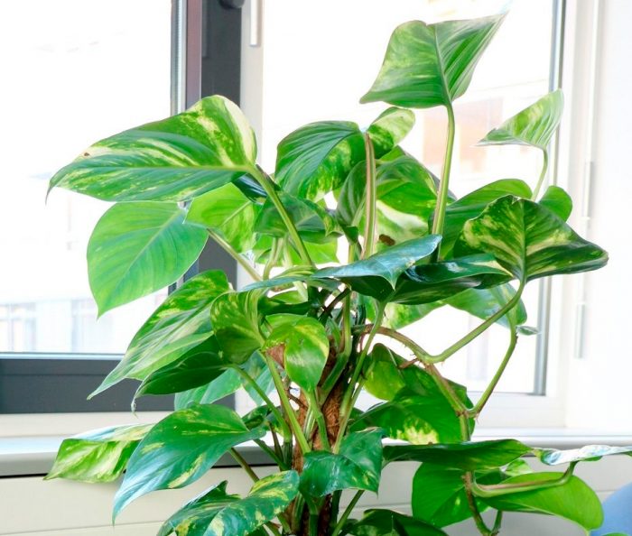 Filodendro - foto, cuidados, especie, descripción, propagación, planta de interior