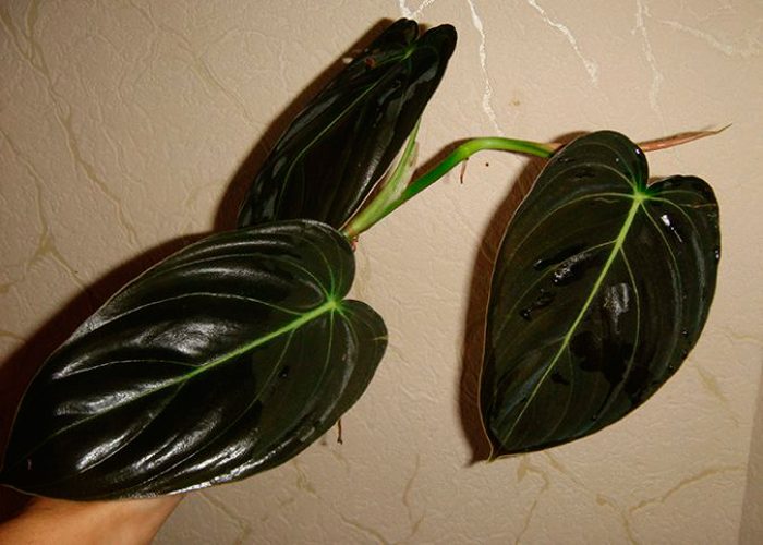 Philodendron dorado-negro Andre