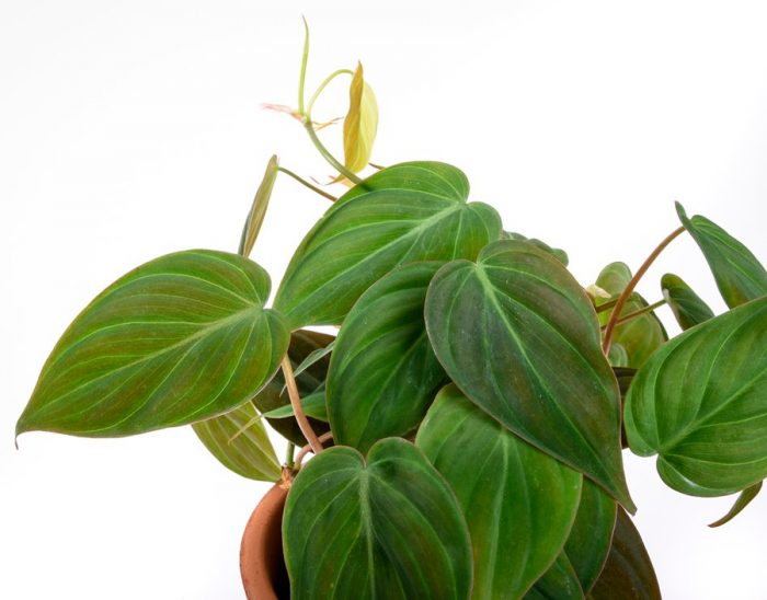 Filodendro splendens