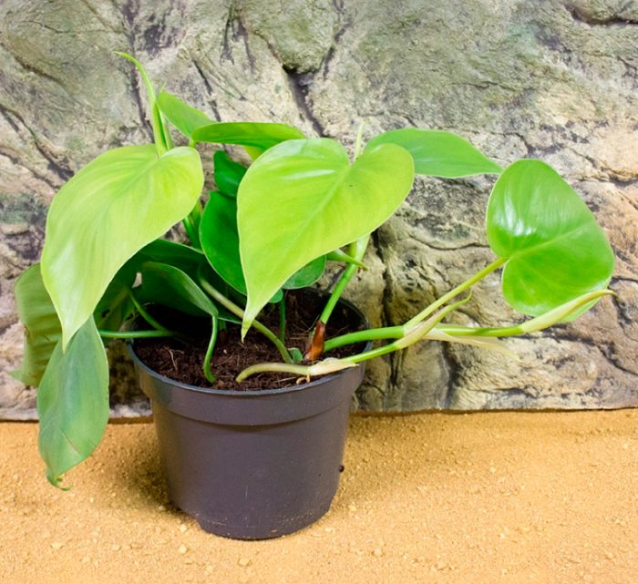 Trasplante