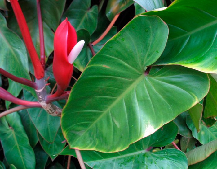 Philodendron sonrojándose