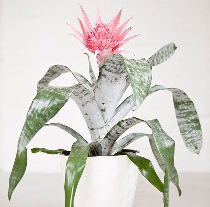 Cuidado de Aechmea en casa