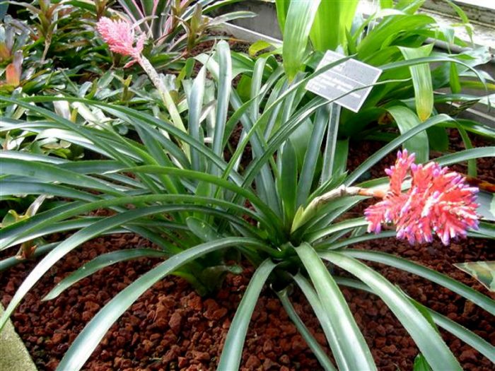 Aechmea distichus