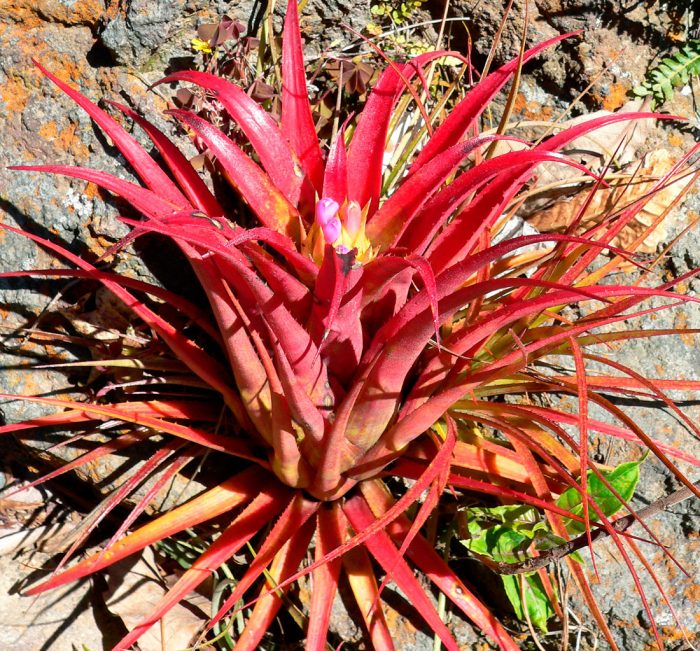 Aechmea recurvata