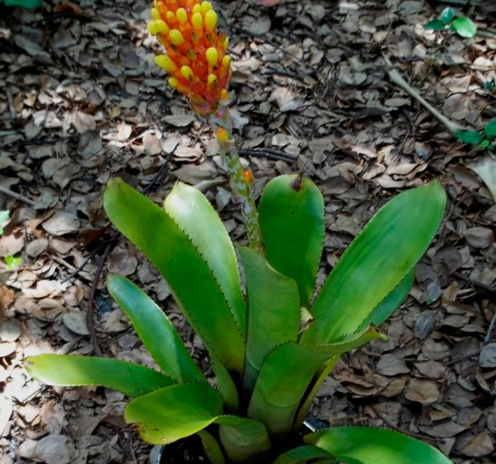 Aechmea peluda